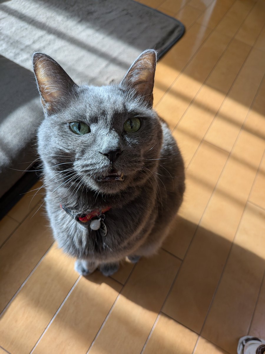 Lotus_Sendai's tweet photo. ゆかりinシャウエッセンおにぎりと昨日一緒に寝てくれなかった猫。
昨日一緒に寝てくれなかった泣
昨日一緒に寝てくれなかった泣
昨日一緒に寝てくれなかった泣

#OnigiriAction
#猫のいる暮らし 
#猫好きさんと繋がりたい https://t.co/vZoSjI4wCZ