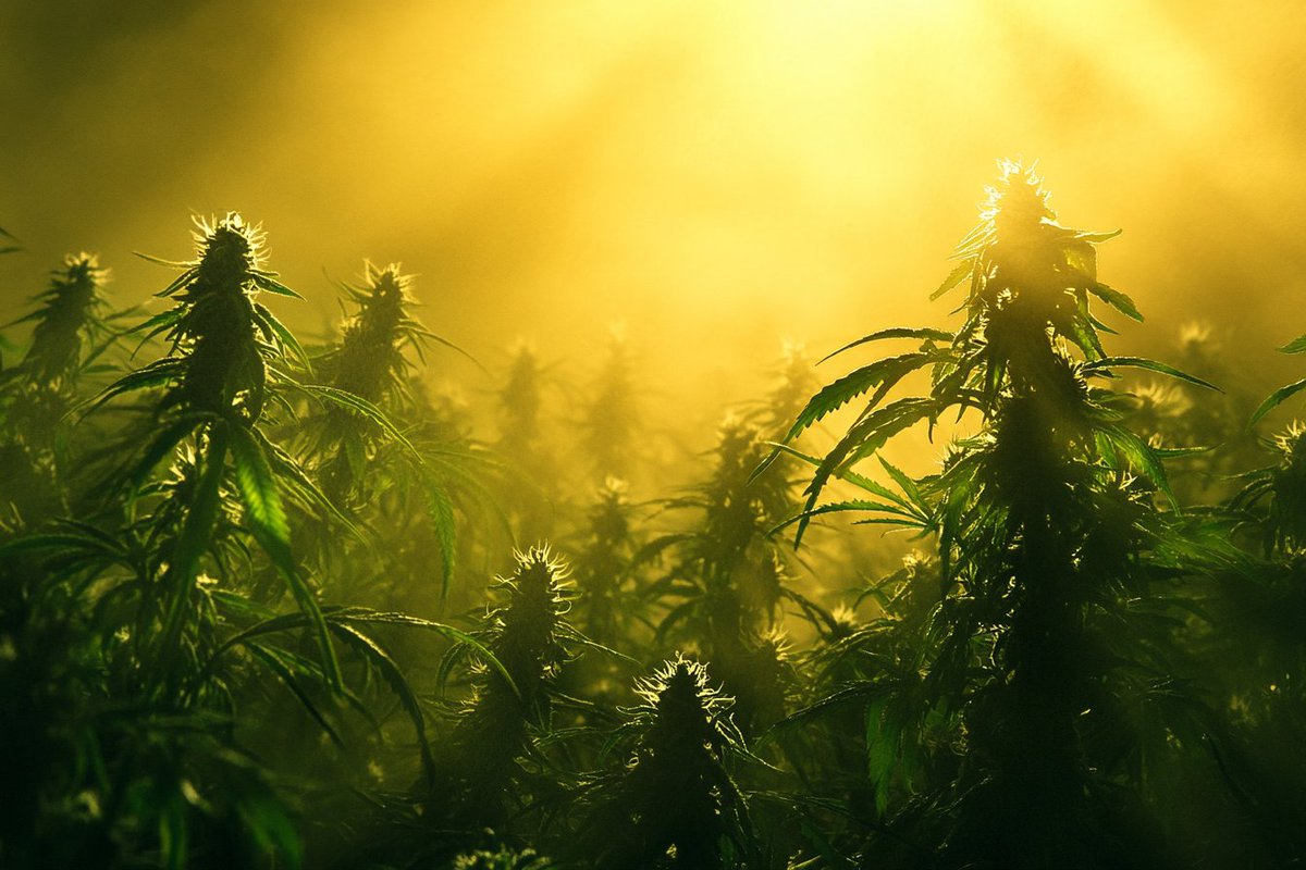 Good morning 😶‍🌫️ Have a great Monday ✌️