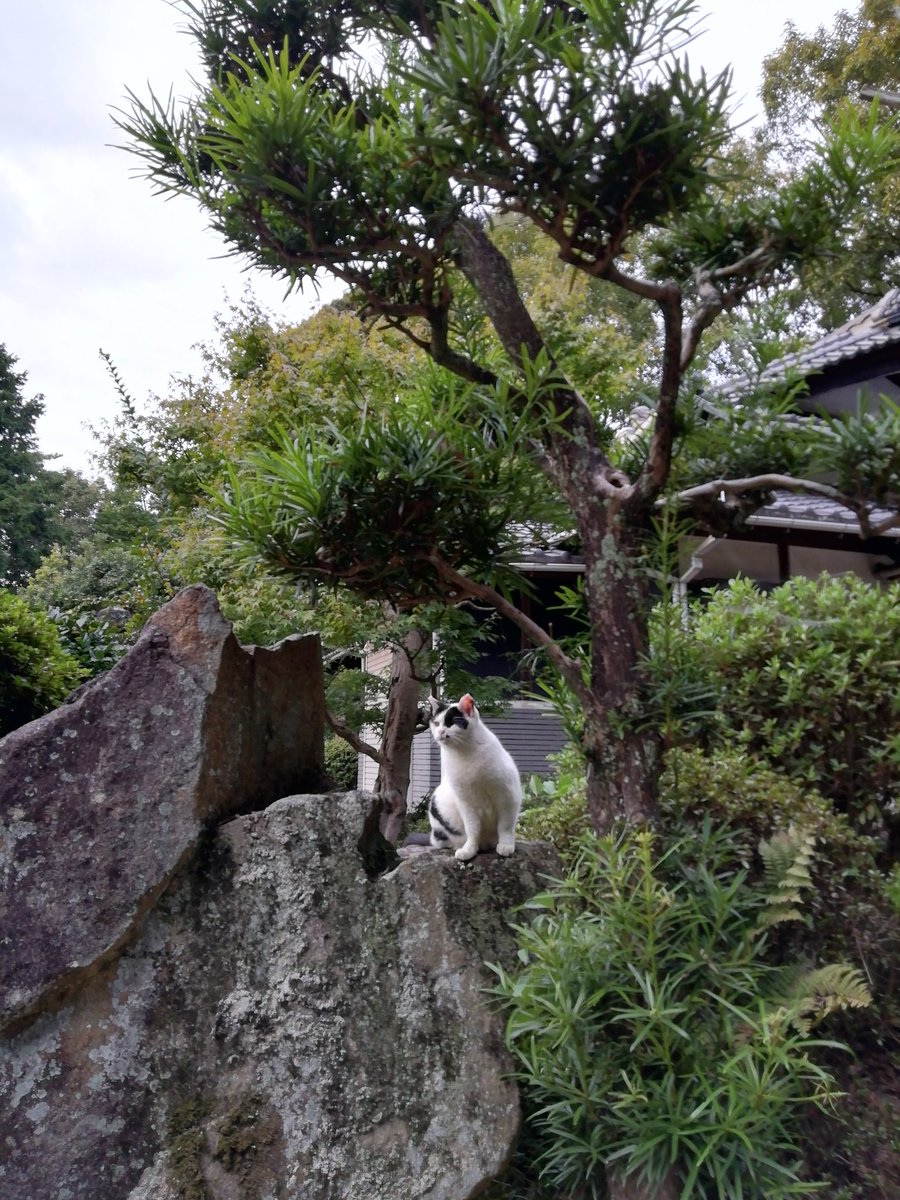 神猫 神社neko on X