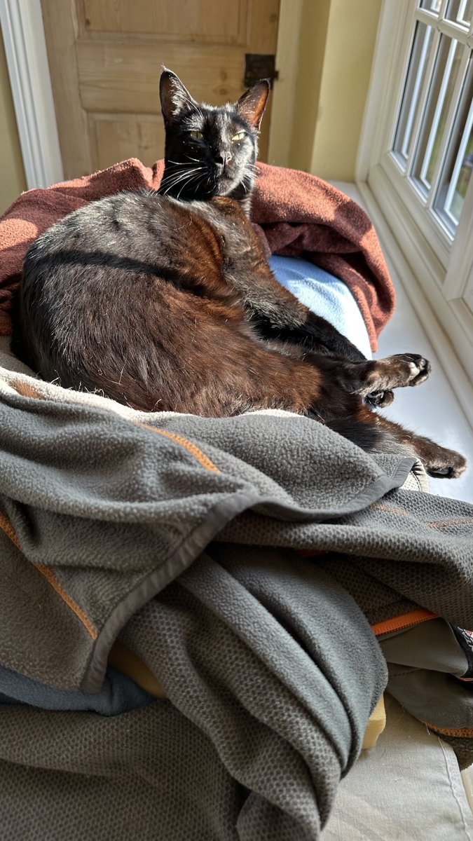 Rolf report 27 Oct: I am a black cat and no mistake. But when I am hanging out on my catboard (yes it formerly was an ironing board but it was ‘repurposed’) and the sun hits me in just the right way, I present as quite chocolately. Not a lot of people know that. Rolf x