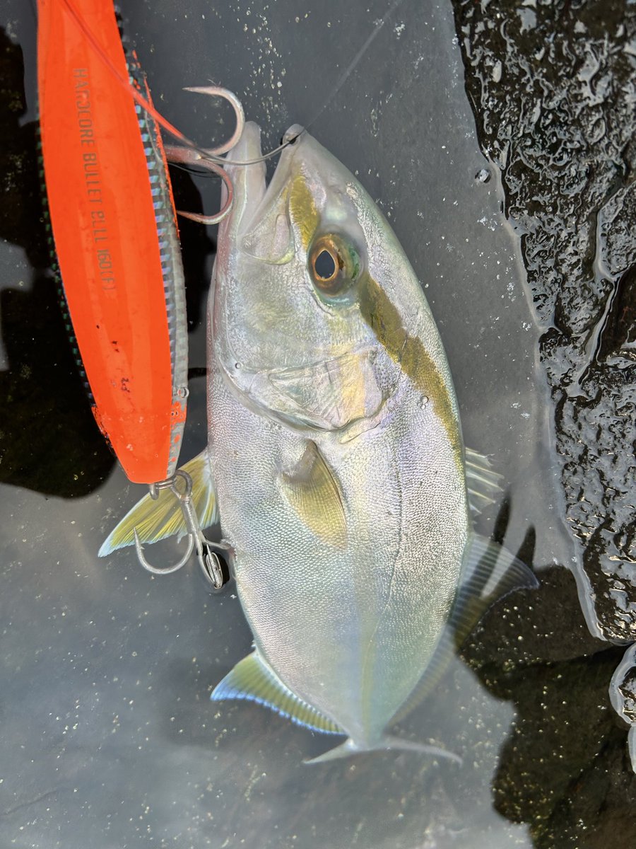 Fish throttle (クソ雑魚アングラー) tweet media