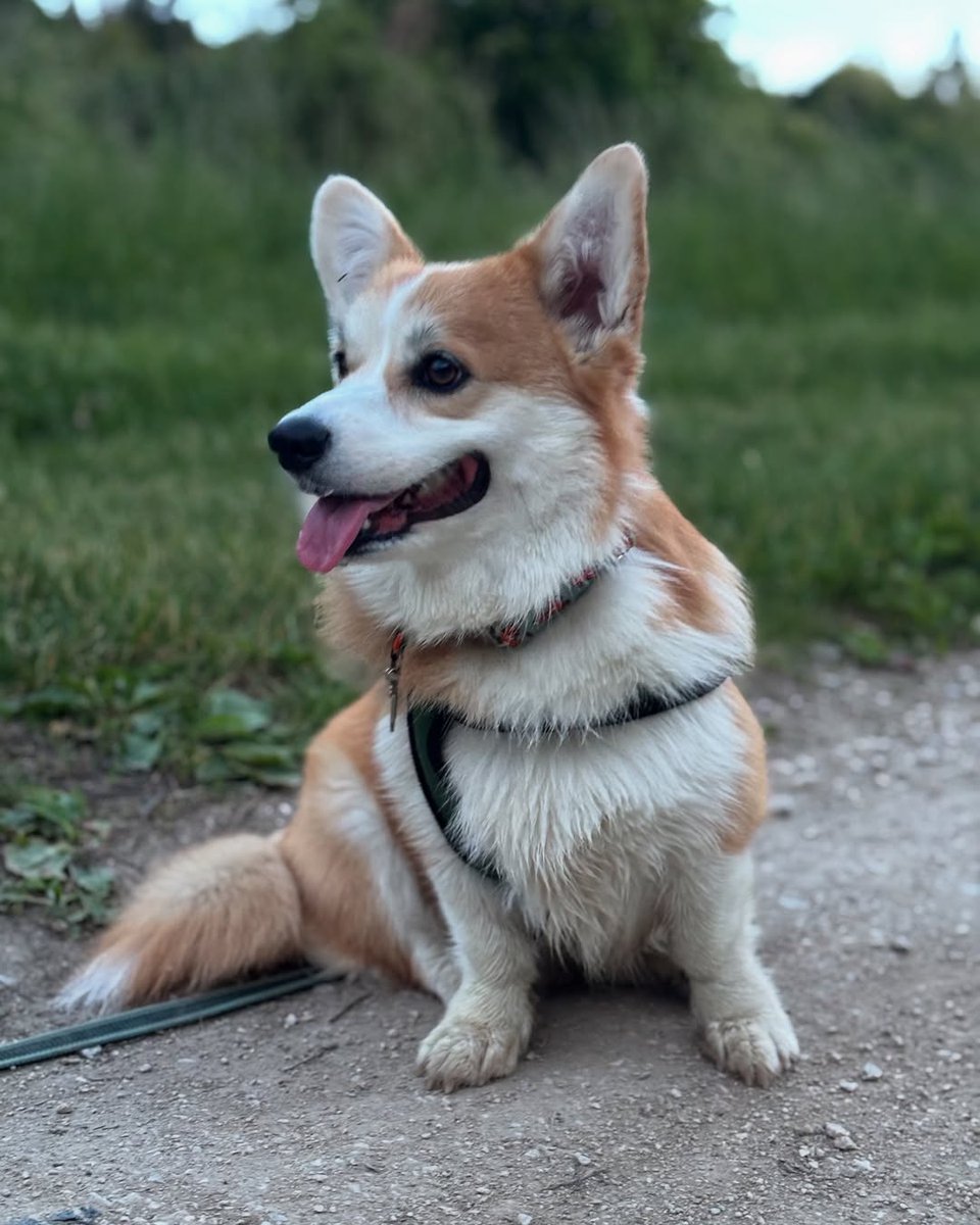 JosephineK1761's tweet image. Rate this cuteness out of 10 🥰😍
#CorgiJoy #CorgiGoals #LoveMyCorgi #PetsofTwitter #CorgiBark #welshcorgi1842