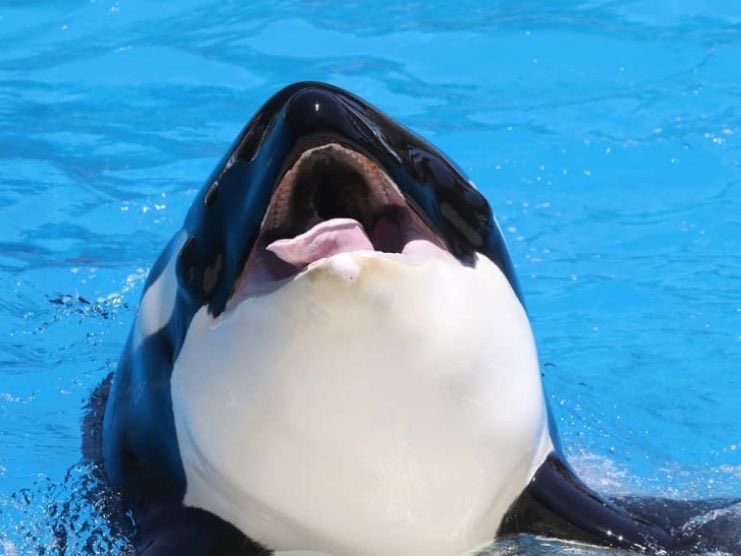 daily canucks updates tweet media