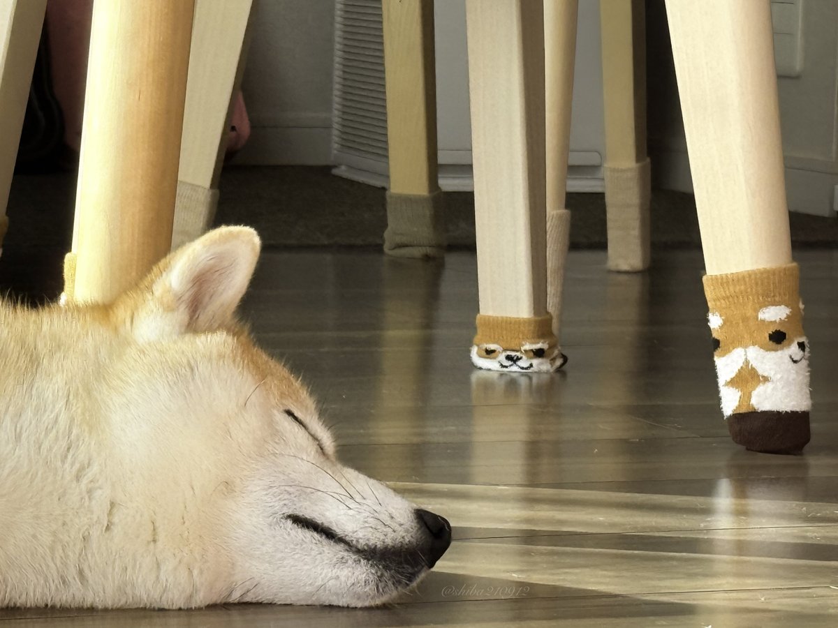 柴犬もも (@shiba210912) / Posts / X