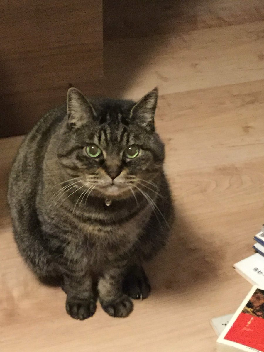fonta_is_pretty's tweet photo. 爪の生え変わりだって？僕はいるよー！ https://t.co/RiQ746JEnu