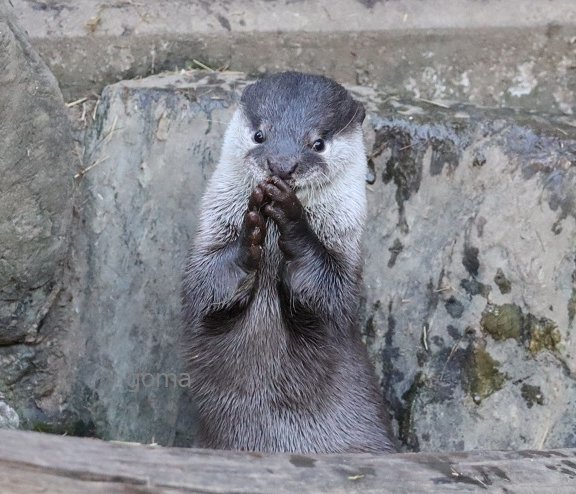【まーちゃんさま】*pottery animal ✵ツリーを見つめる ワンちゃん goma✨ (@otter_goma) / Posts / X