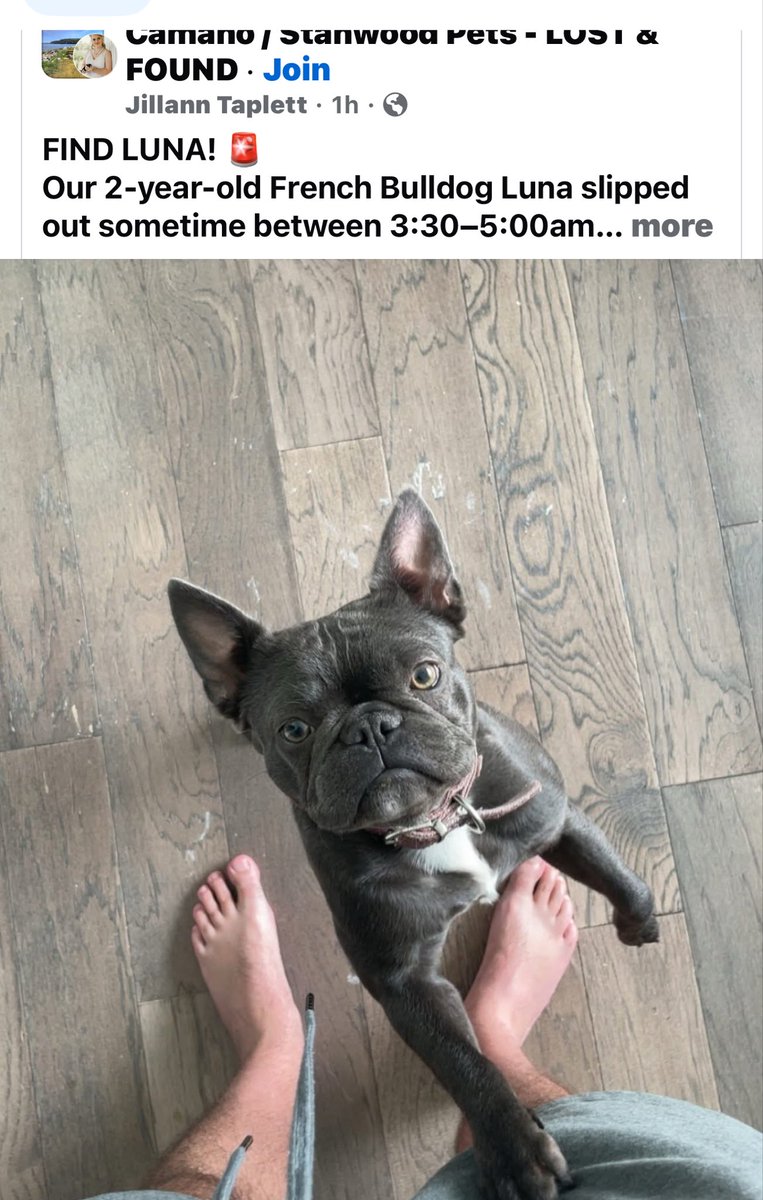 BobTaplett's tweet photo. Lost super friendly French Bulldog on Saturday morning at 5am in Stanwood.  Near AMPM just before bridge to Camino Island.  Help find LUNA!  #Stanwood#LostDog#FindLuna#HelpNeeded https://t.co/QqVW19WPXc