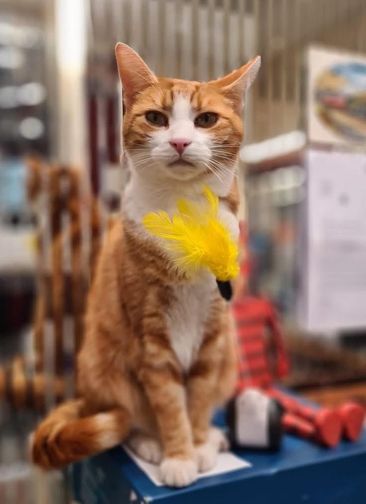 Good Morning &amp; welcome to marvellous marmalade Monday

Be kind.
You never know what someone’s carrying beneath their calm surface.
A smile, a kind word, a little patience, they cost nothing but could mean everything.

Leave a little kindness wherever you go.

#CatsOfTwitter