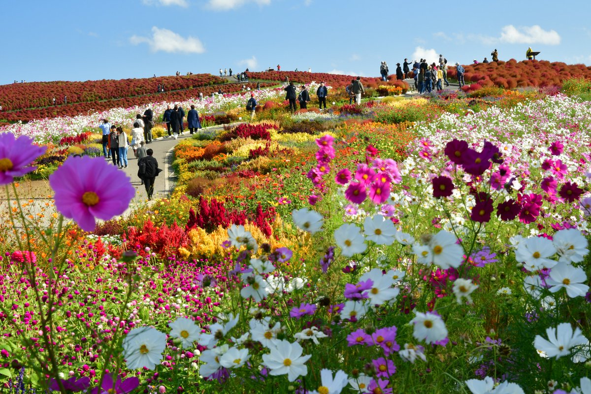 トコシエコウの花畑 みはらしの丘、第1頂上ふもとにある「ウェルカムガーデン」。季節の