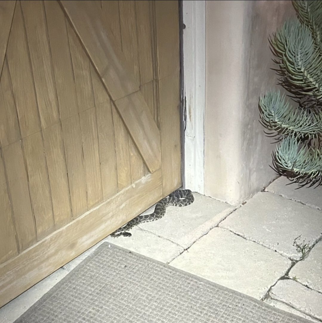 Evening trespasser in Santa Ynez! These guys are looking for places to spend the winter, and it's much better that it be out yonder instead of inside your garage.