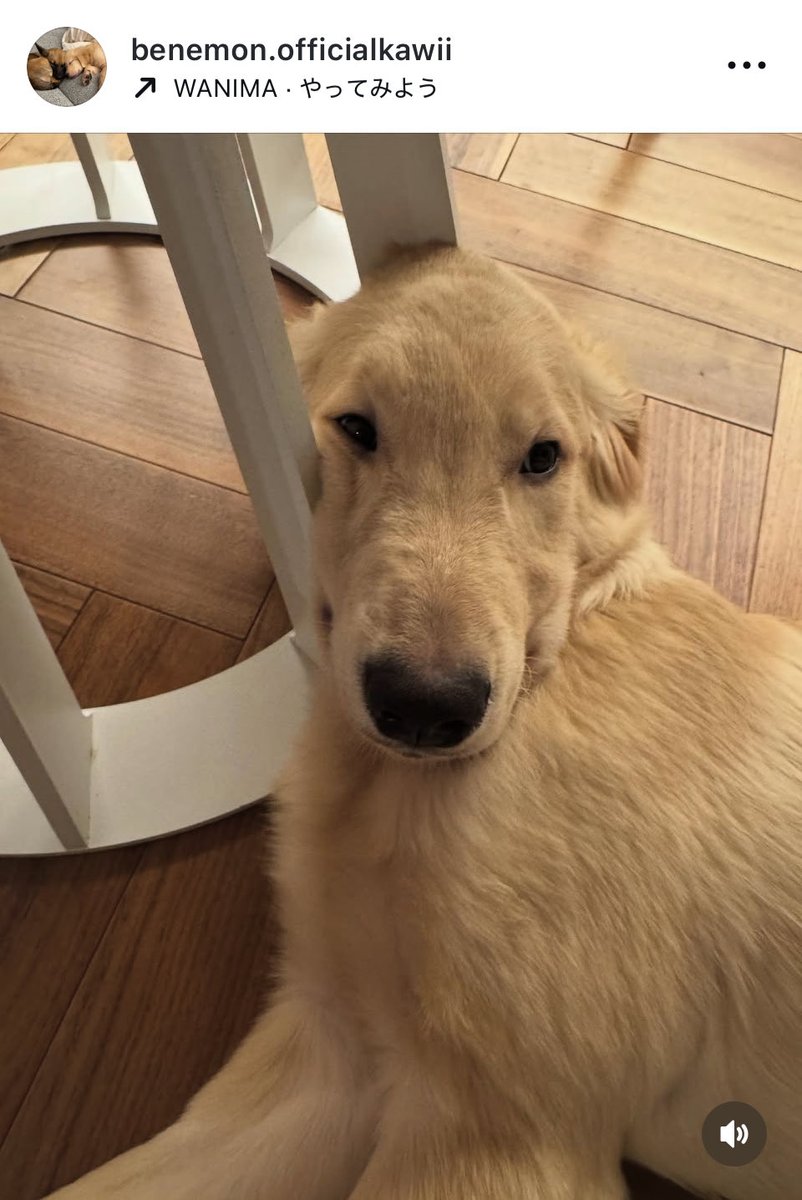 もなかママ🐩 on X