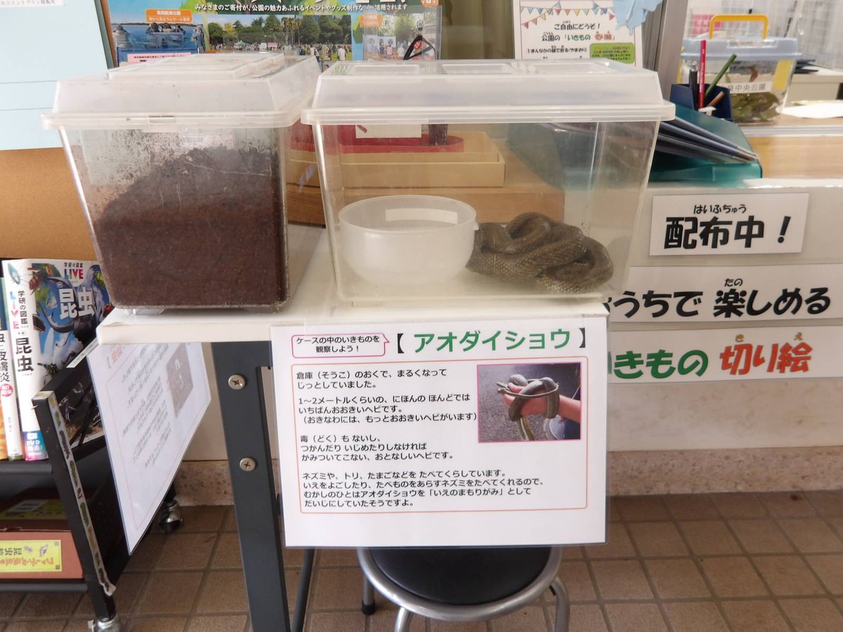 倉庫で作業中、なんとアオダイショウを発見！
大きいけれど大人しいヘビで、お目めくりくり舌チロチロで可愛らしいです✨
お水をあげたらさっそく飲んでくれて、顔から水を滴らせていました。
逃がす前に、今日だけサービスセンター内のカウンターで展示しますのでぜひ観察してみてくださいね。