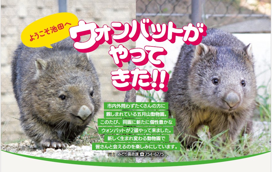 断捨離ウォンバ ゴミ箱 ごみ箱 ダストボックス 四角 正方形 ウォーターヒヤシンス 約 W