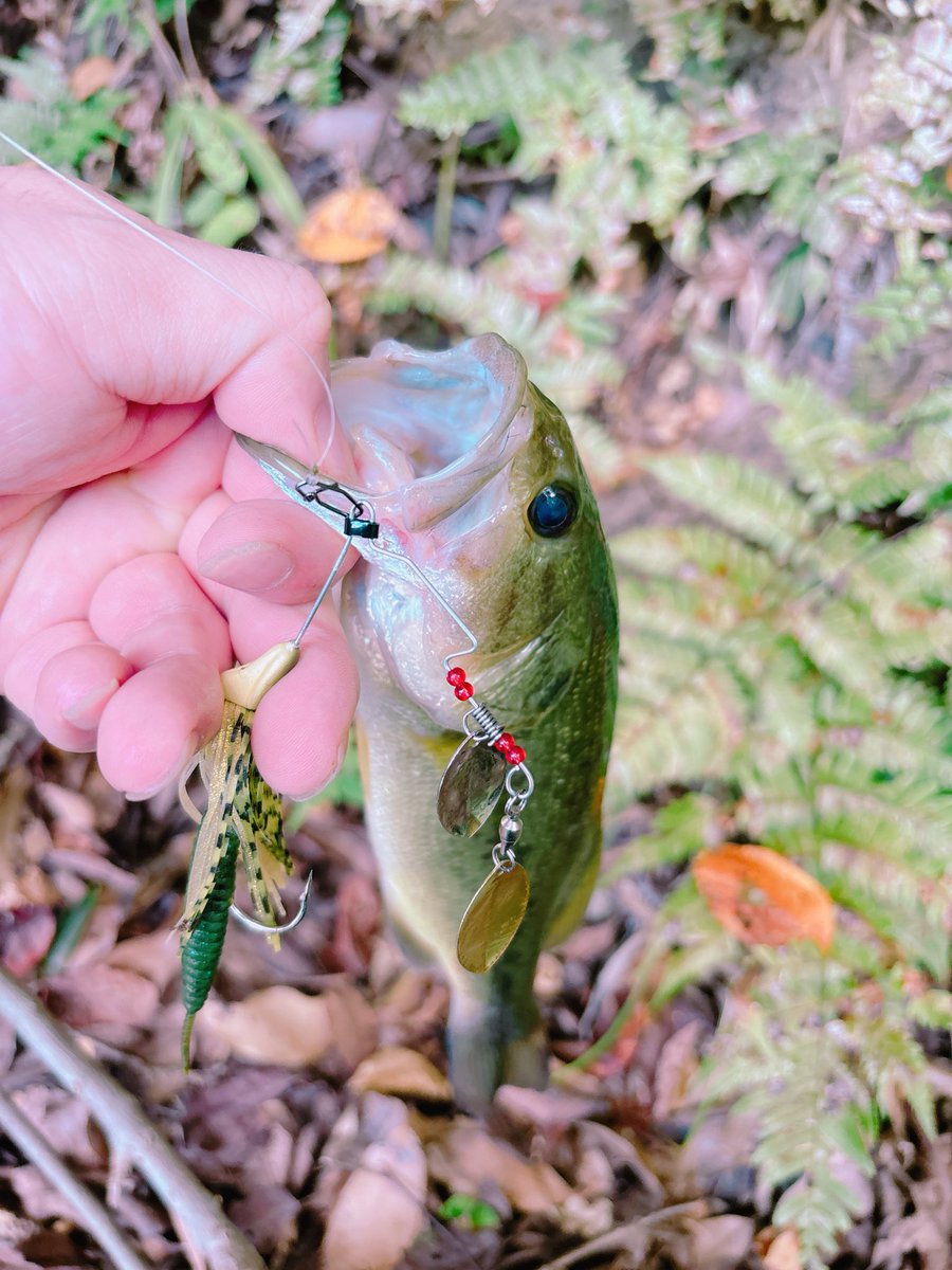 ◆ やまちゃん 山ちゃん on X