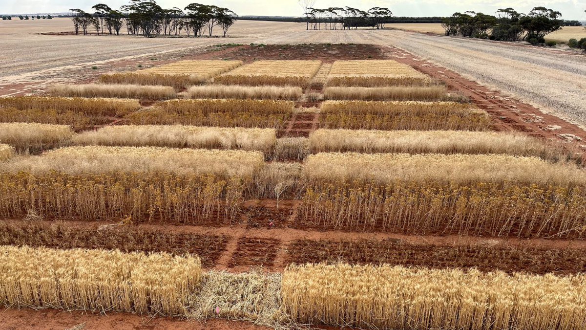 We’re hiring! 🧑‍🌾
SLR are looking for a Research Agronomist to come join our brilliant team. 

📍York, Western Australia
🗓️Full-time or part-time  
📚Recent graduate to experienced candidate welcome 

Find out more about the role and how to apply here: bit.ly/49n4pax