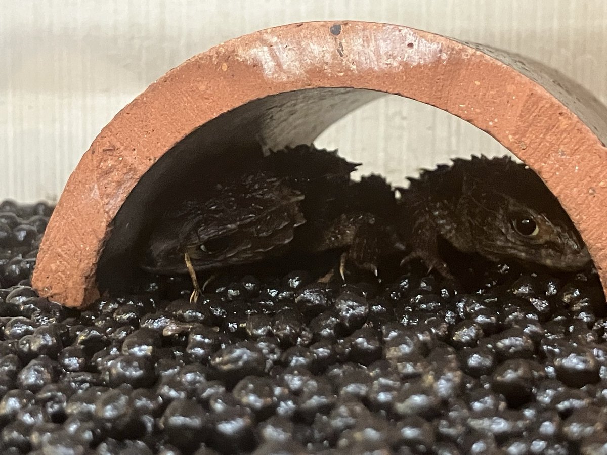 ジ*ス様 ローカル　カドゥ GRANRODEO_staff on X