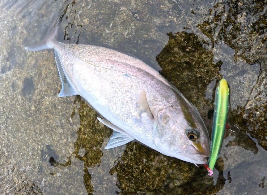 FishingNob's tweet photo. 今年一番の高活性。
グラノダイブのノンストップ高速ジャークの反応が異常に良かった。 https://t.co/2wRONYVttA