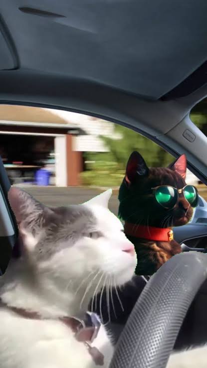 gm snicker fam ☕

drive fast 😼