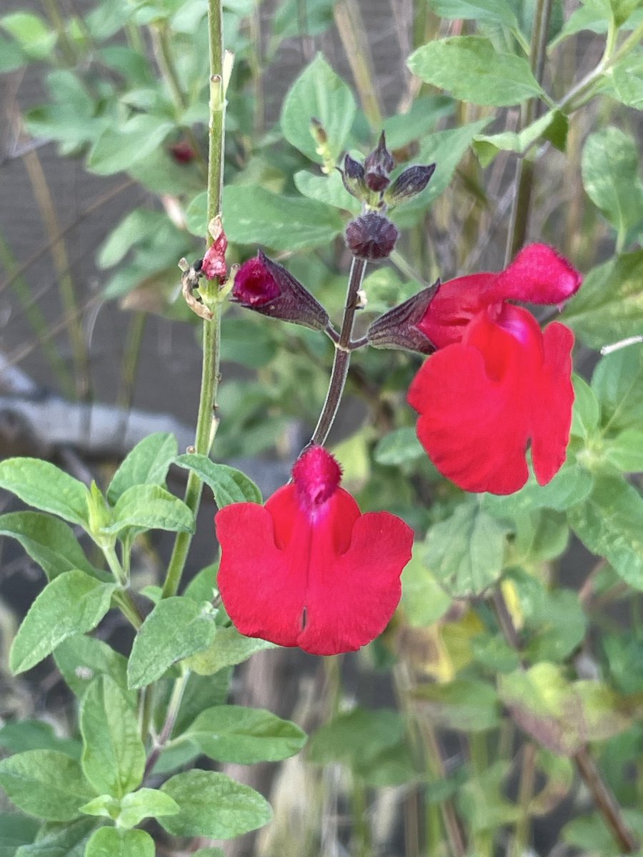 ⭕️和バラ　『な⚪︎』 わばら図鑑 – タグ 