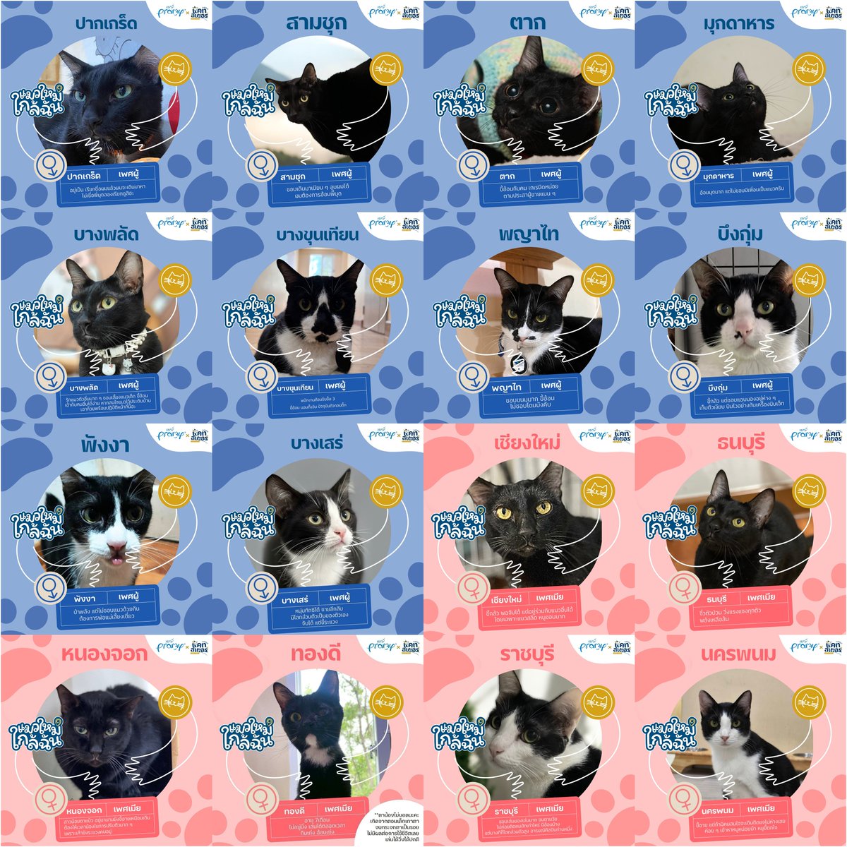 CatsterClub's tweet photo. วันนี้เป็นวันแมวดำโลกค่ะ ที่แคทสเตอร์ของเรามีแมวดำรอให้คุณมาอุปการะมากมายเลยนะคะ
แมวที่หาบ้านยากที่สุดคือแมวดำ และเป็นแมวที่ค้างสต๊อกนานสุด หาบ้านยากสุด ซึ่งเราอยากให้ทุกคนเปิดใจกับแมวดำมาก ๆ 

เพราะน้องมีความพิเศษในตัวเองมาก ๆ ที่ต่างประเทศเชื่อว่าแมวดำคือแมวนำโชค ยิ่งที่ญี่ปุ่นเชื่อว่าแมวดำจะนำความรักมาให้ ที่ยุโรปหรืออเมริกาเชื่อว่าแมวดำจะนำโชคเรื่องเดินทางมาให้ตั้งแต่โบราณกาล เวลาเดินเรือข้ามสมุทรก็จะพกแมวดำลงเรือไปด้วยทุกครั้ง

มาแชร์ความน่ารักของแมวดำของแต่ละบ้านกันนะคะ
