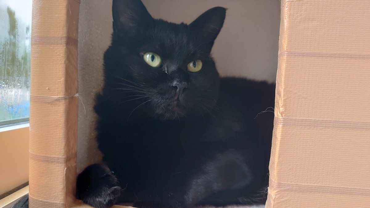 【希少】Baccara cat 越崎ゆう on X