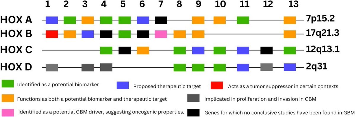 In a Discover Oncology Behind the Paper blog, the author talks about how her passion for computational genomics led her to find that HOX genes, crucial in embryonic development, may also play a role in glioblastoma progression and treatment resistance.
bit.ly/3W1wnRx