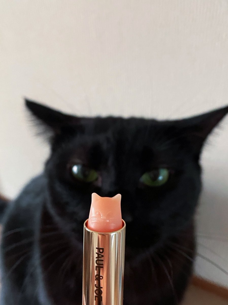 visualscat's tweet image. 