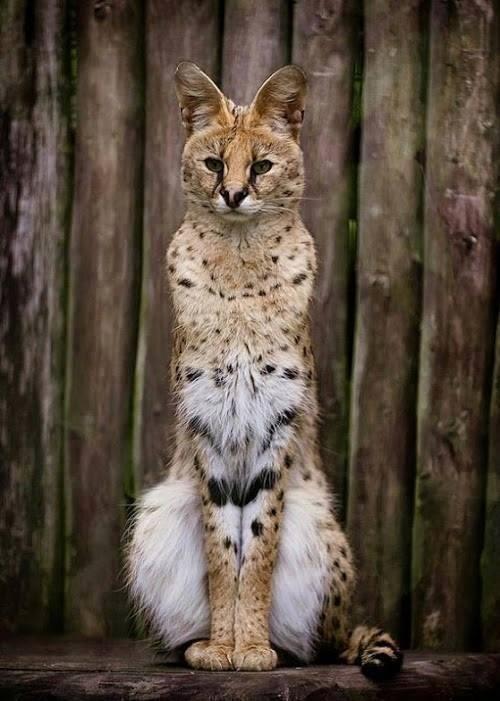 Serval Every Hour! (@servaleveryhr) on Twitter photo 