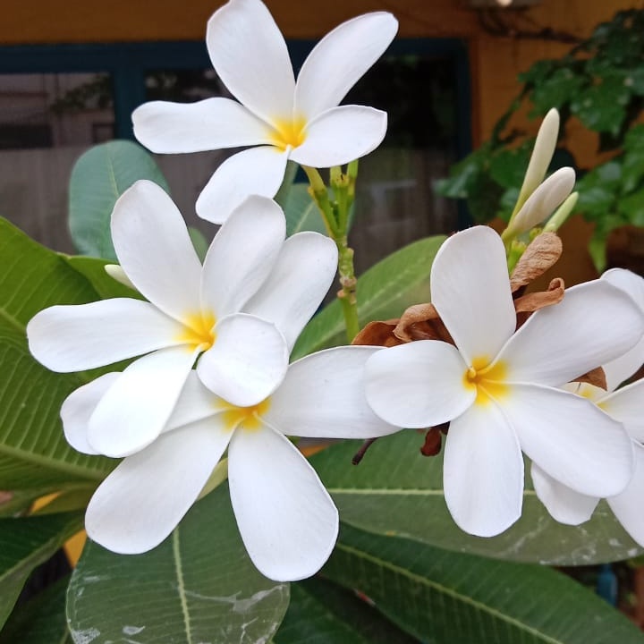 ExploredandLost's tweet image. Absolutely no filter, no edits, no AI..
#theme_pic_India_flowers