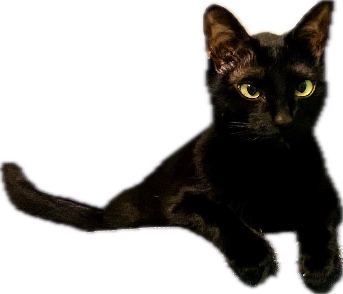 黒猫ちぃ もちもち堂 黒ごま＆ホイップ 251028 #のせ猫 #cat #cute #ねこ