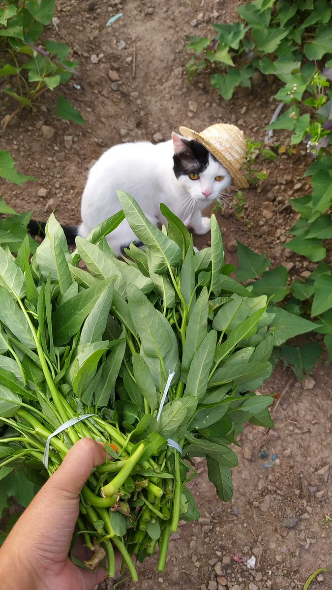 poni_catrik's tweet image. Kesibukan juragann pawtani kangkunggg. Siapa yang suka kangkung??