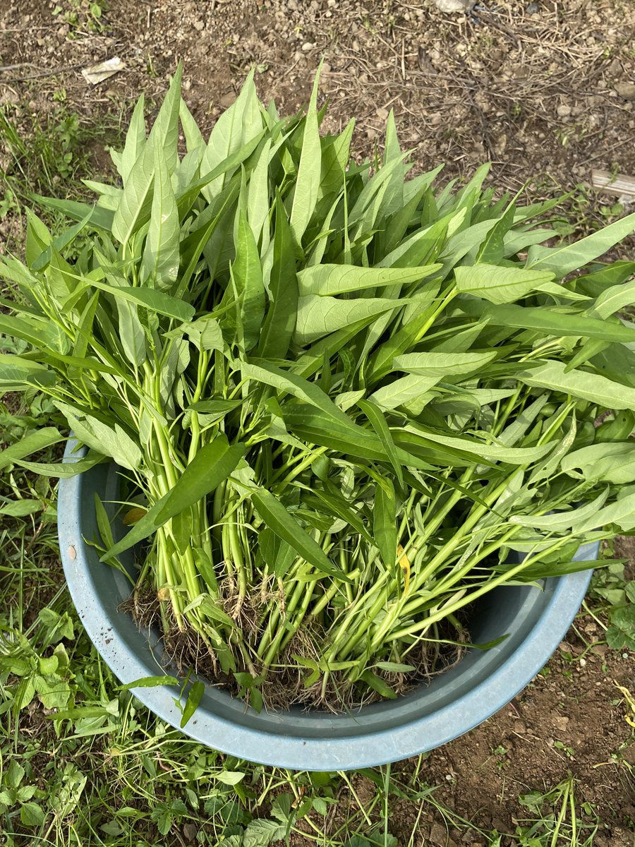 poni_catrik's tweet image. Kesibukan juragann pawtani kangkunggg. Siapa yang suka kangkung??