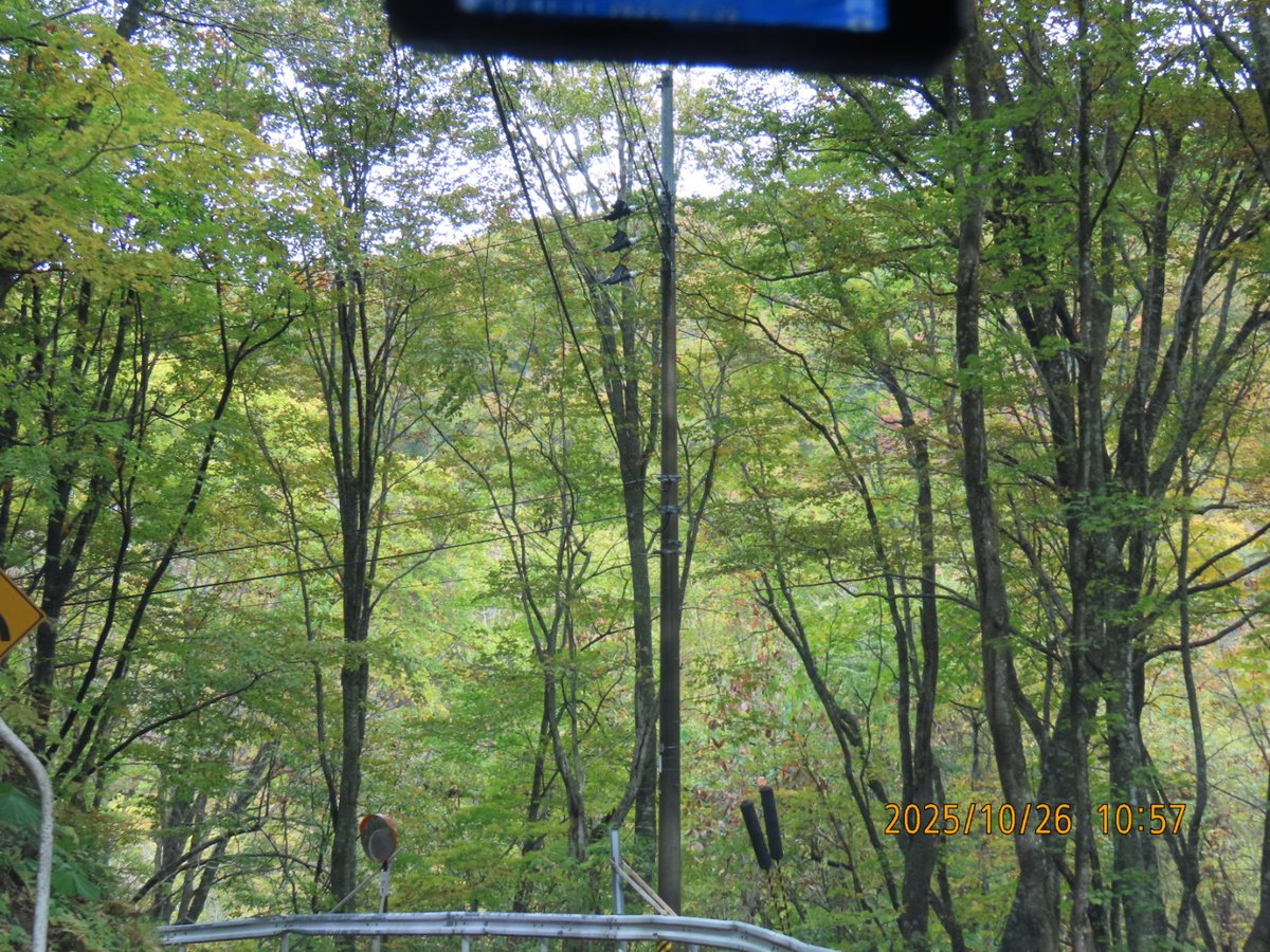 サクラHARUKO on X