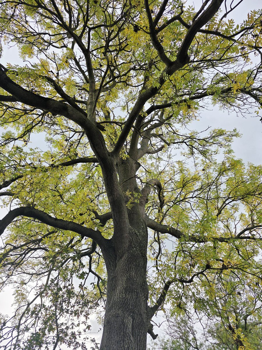 Goodmorning friends☕️☕️ Happy #MondayMotivation Life  is beautiful when you look up at the canopy