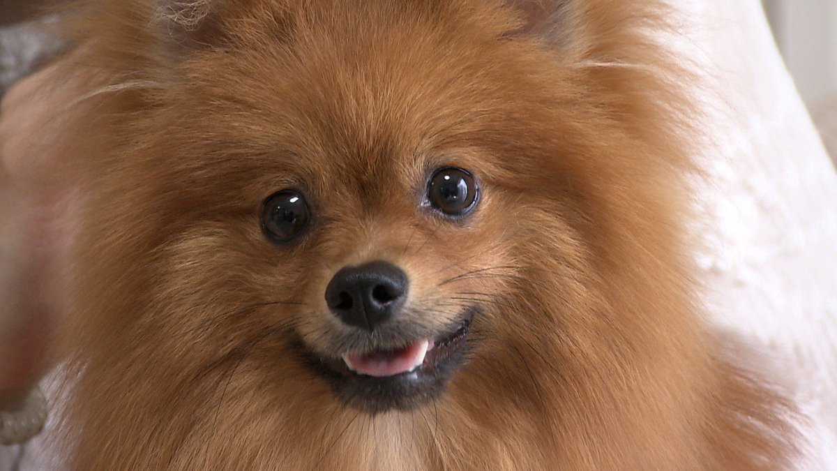 cx_mezamashi's tweet image. #きょうのわんこ に登場してくれたのは「つな」でした🐶ボール遊びが大好き⚽️でもご主人が投げたボールがソファの下にはいるとそこで一休みするんだって😊

きょうのわんこはFODで無料配信中→fod.fujitv.co.jp/title/3291/ 

#めざましテレビ