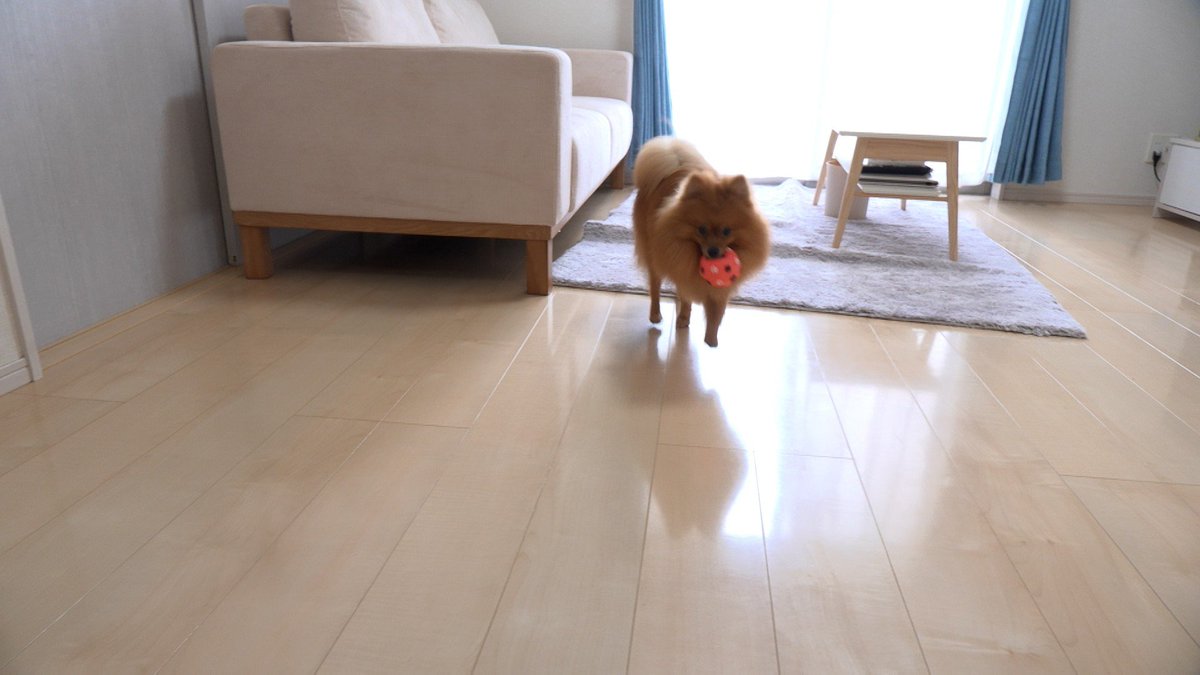 cx_mezamashi's tweet image. #きょうのわんこ に登場してくれたのは「つな」でした🐶ボール遊びが大好き⚽️でもご主人が投げたボールがソファの下にはいるとそこで一休みするんだって😊

きょうのわんこはFODで無料配信中→fod.fujitv.co.jp/title/3291/ 

#めざましテレビ