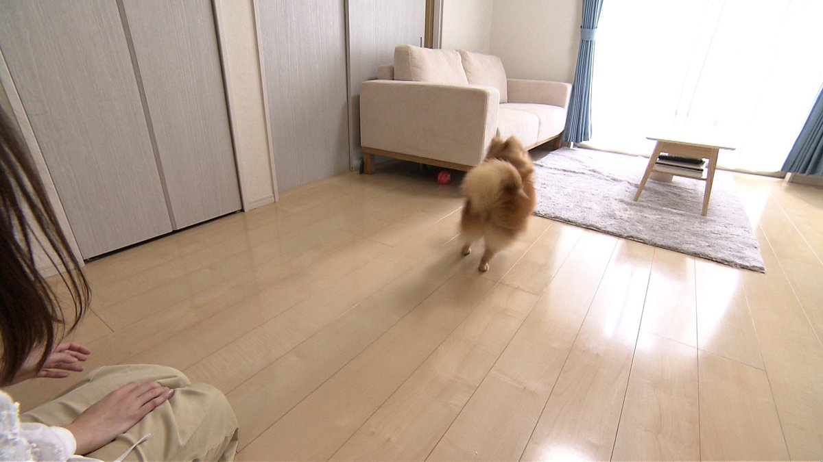 cx_mezamashi's tweet image. #きょうのわんこ に登場してくれたのは「つな」でした🐶ボール遊びが大好き⚽️でもご主人が投げたボールがソファの下にはいるとそこで一休みするんだって😊

きょうのわんこはFODで無料配信中→fod.fujitv.co.jp/title/3291/ 

#めざましテレビ