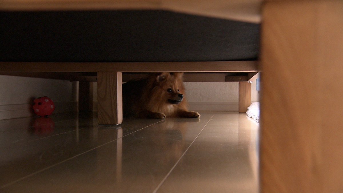 cx_mezamashi's tweet image. #きょうのわんこ に登場してくれたのは「つな」でした🐶ボール遊びが大好き⚽️でもご主人が投げたボールがソファの下にはいるとそこで一休みするんだって😊

きょうのわんこはFODで無料配信中→fod.fujitv.co.jp/title/3291/ 

#めざましテレビ