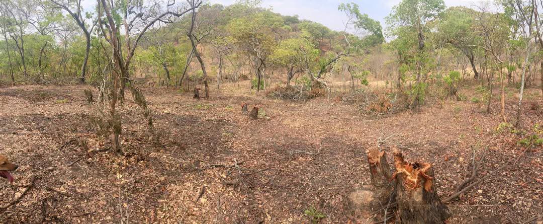 MHopeMK's tweet photo. Look at what is happening to Forest 27 😠

Government has failed to stop the illegal tree cutting and construction as some of the people building in the forest are known UPND officials.

Forest 27 stretches from Twin Palm road where the ZAF Base and Kingsland are (degazetted area) to near Bauleni and State Lodge area where the remaining 716 hectares are found.

This forest is so important because it serves as a crucial water recharge zone for the Chalimbana River. 

As you can see, efforts to protect the remaining area from illegal activities like construction and logging are failing, even after government issues a demolition notice in February this year to bring down illegal structures.