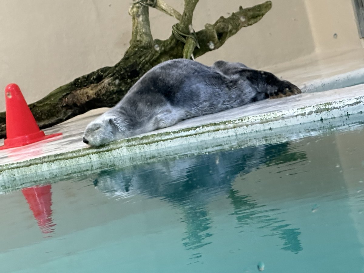 寝姿も見れた♡これは、メイちゃん？キラちゃん？
#鳥羽水族館
#ラッコ
#伊勢市泊