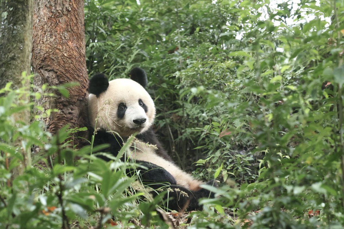 金華山パンダとこぱんだページです☆ 金華山PANDAとこぱんだ。様専用ページ