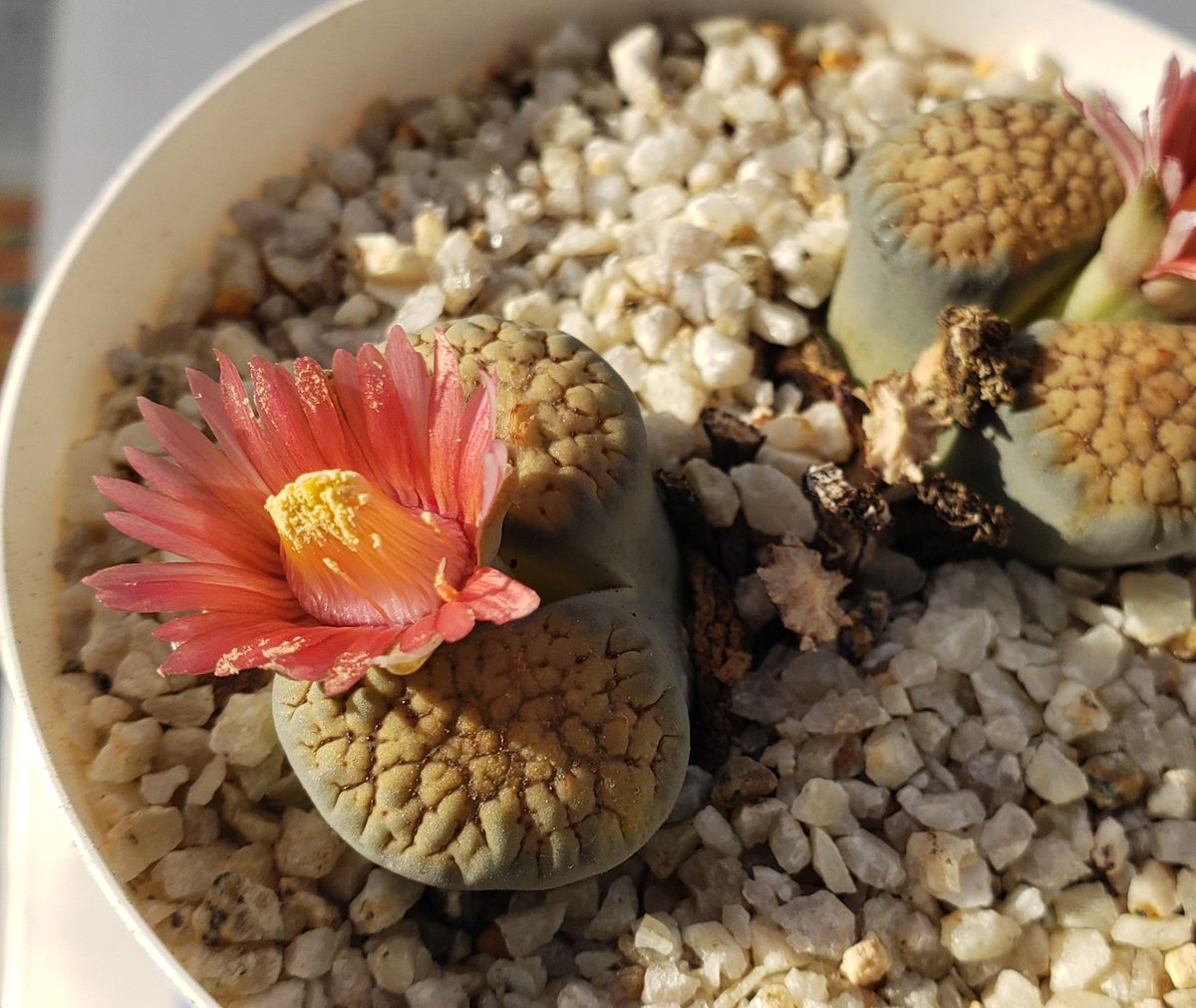 コノフィツム ヤンギー コノフィツム - Search / X