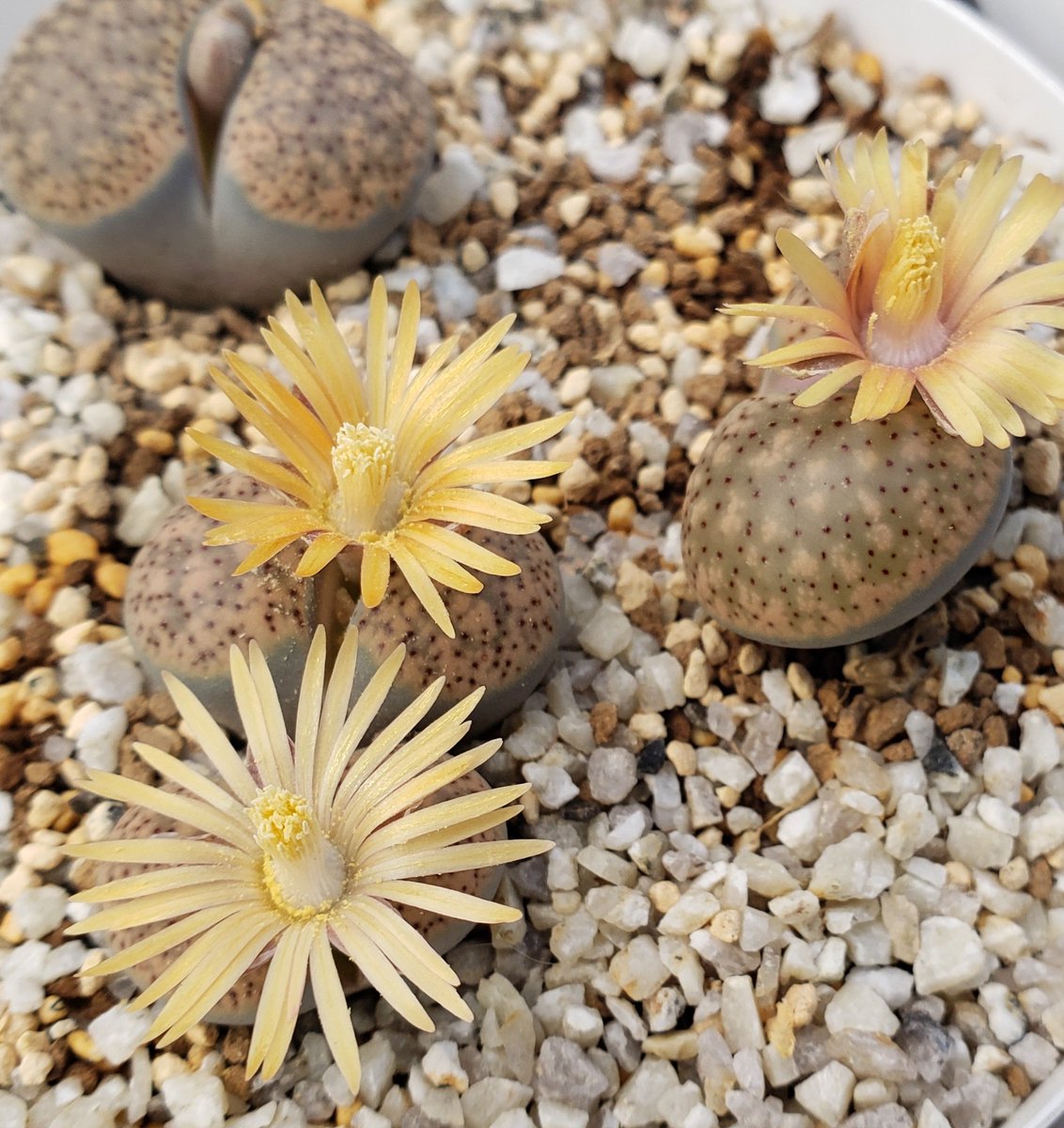 コノフィツム - Search / X