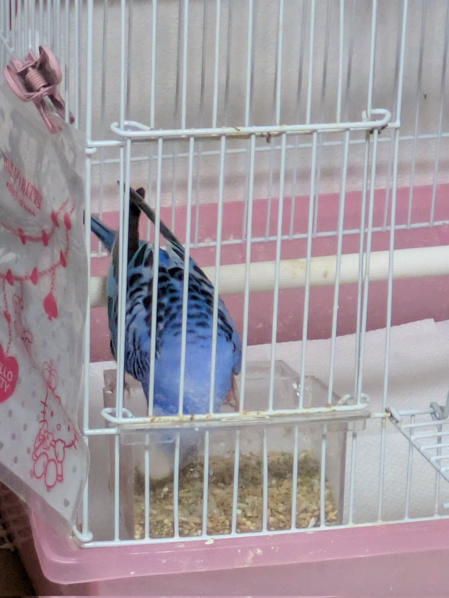 こんばんは🌛
私の肩で遊んでると思ったらお食事タイムでした。
時々🐦️ぴーがいないと思ったらご飯を食べに行ってしれ～と戻って来ています