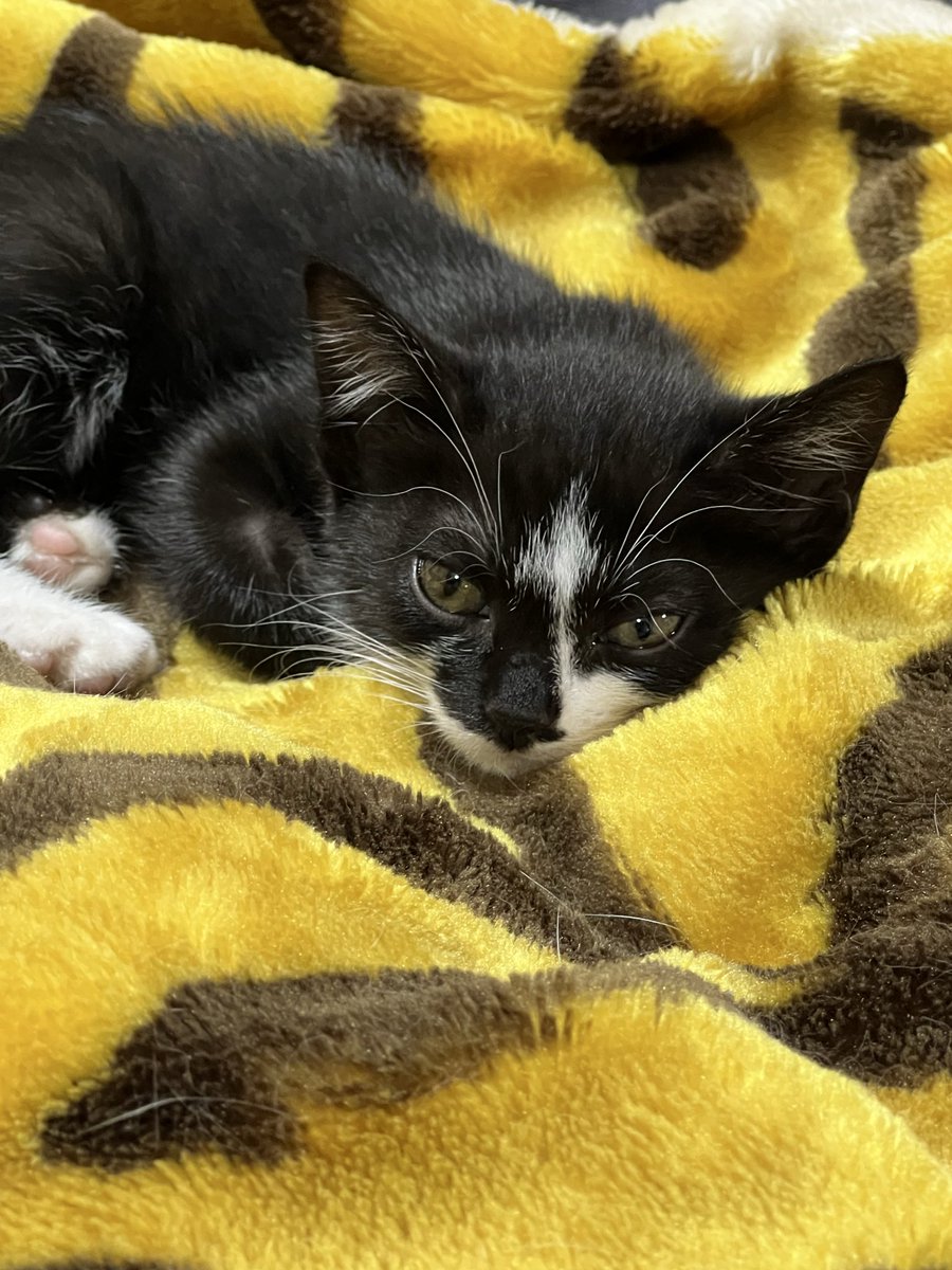 ねこねこねこ 0308 ダ・ヴィンチWeb on X