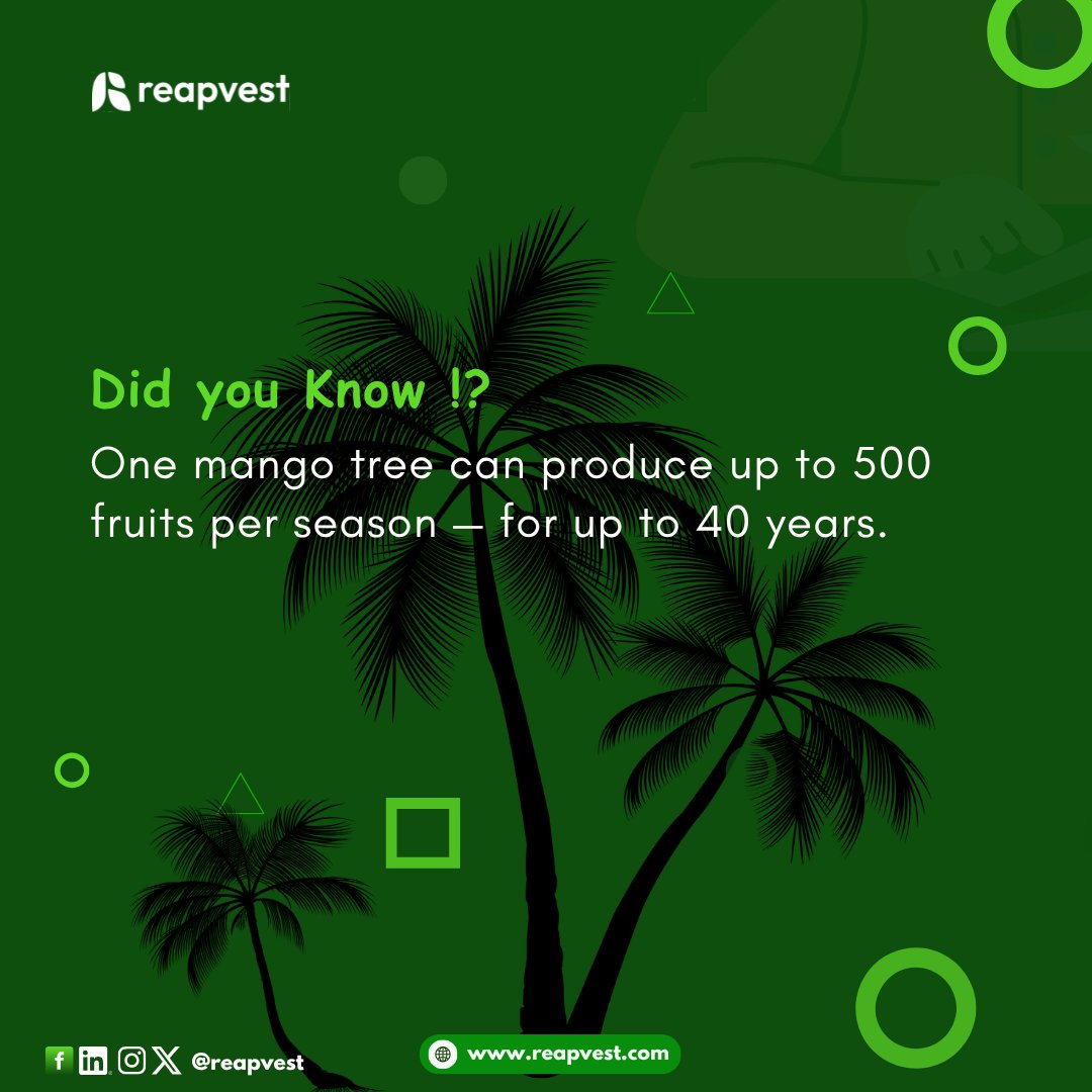 reapvest's tweet photo. Did you know?
Years from now, you could be reaping fruits of stability, freedom, and abundance.
Every great harvest starts with a single decision to invest and nurture growth.
So, what seed are you planting today? 🌾
#reapvest #growwithreapvest #financialgrowth https://t.co/P5ce7i8We6