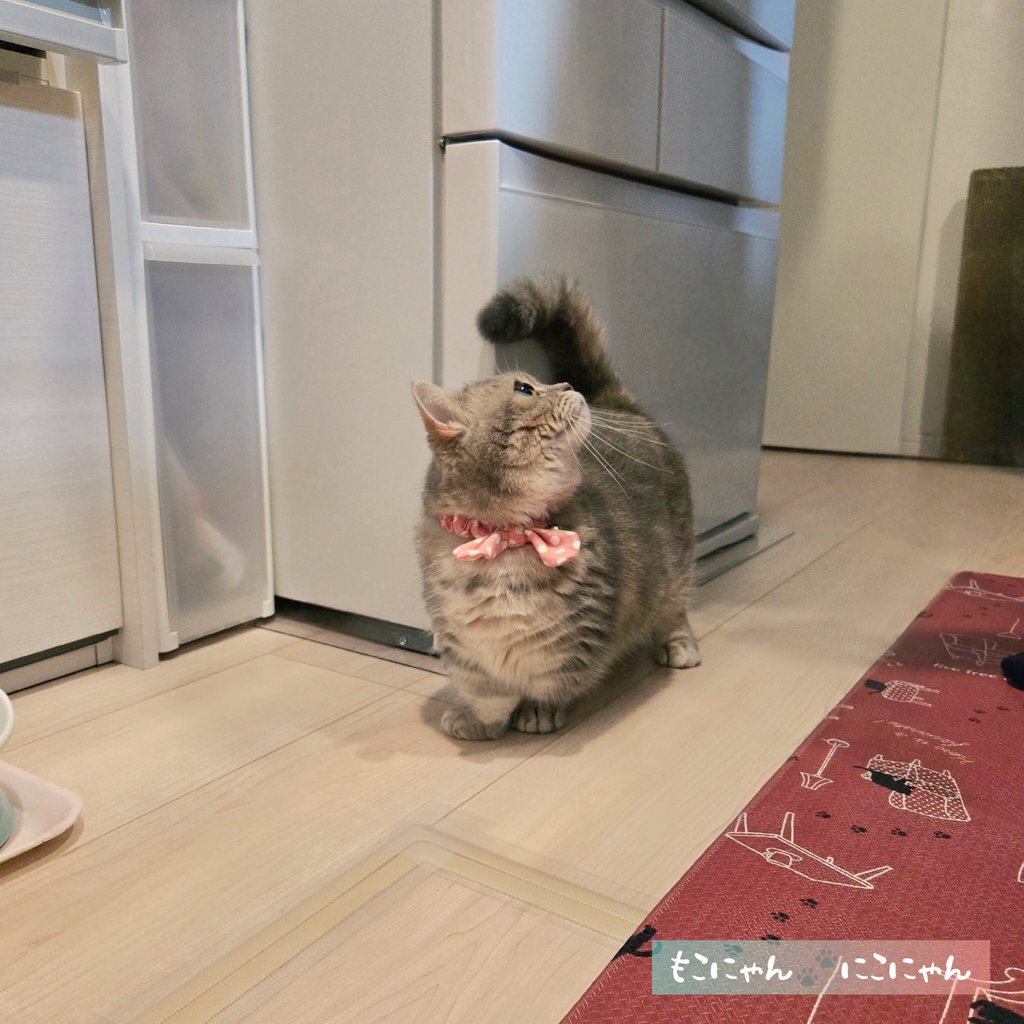 こっちに来てにゃ೨⁾⁾💕

おやつ出す率が高い人を誘導してきたな😁