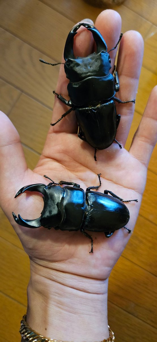 そろそろ新成虫達の冬眠準備
温室に入れる子、常温飼育で冬眠させる子、冬眠用のボトルもようやく洗い終わった…

来シーズンの親種選びも♪
新潟産WF1  72㎜
能勢SR  　  82㎜
川西は悩む…
84㎜か83.5㎜の二択🤔