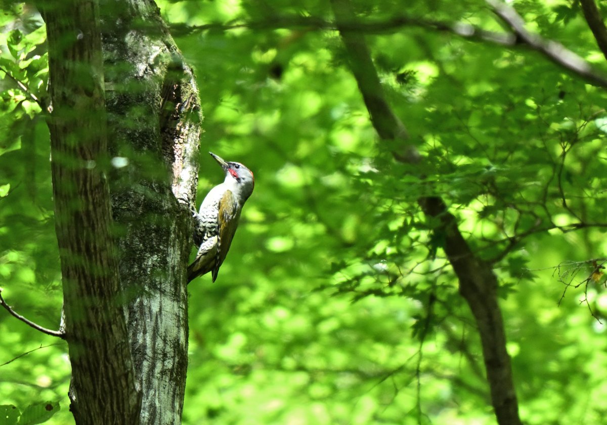 バードカービング　ヨーロッパアオゲラ バードカービング ヨーロッパアオゲラ