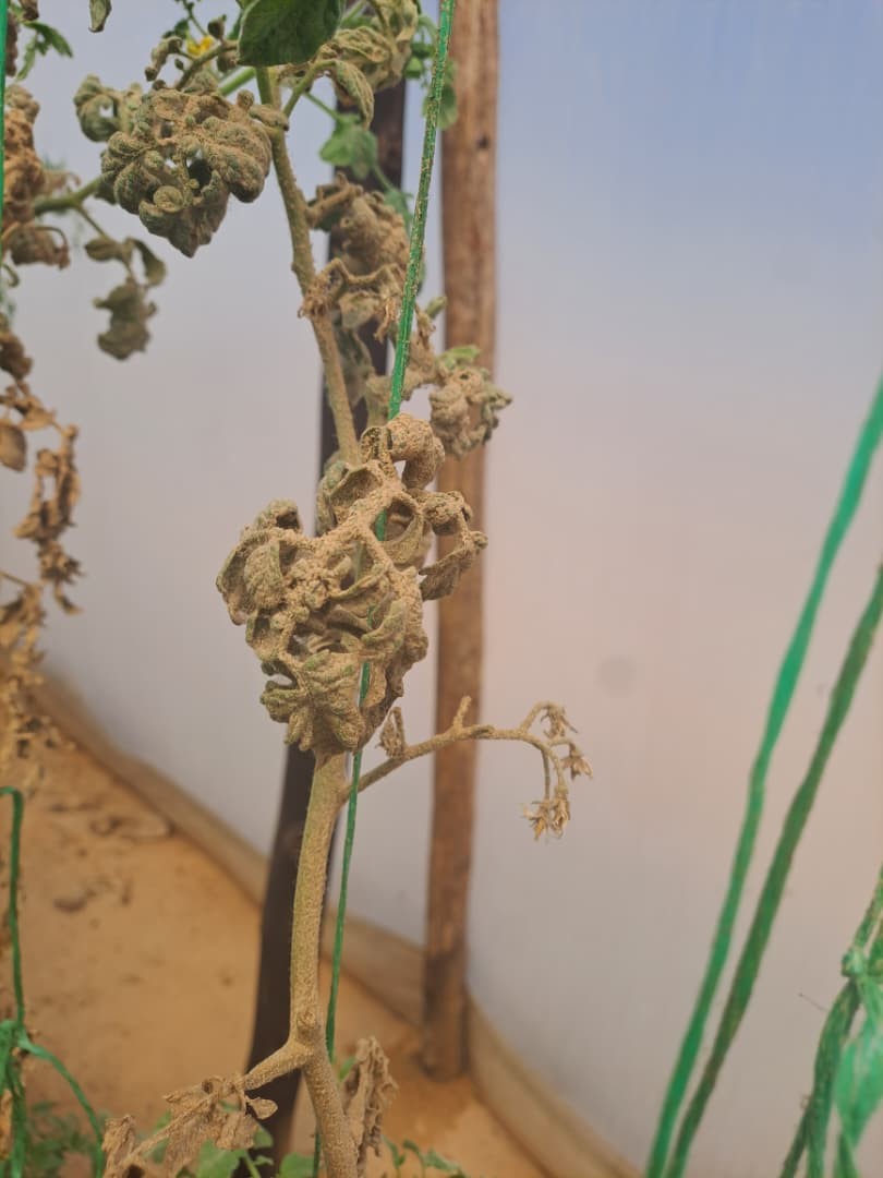 Divah Phiri (@phiridivah) on Twitter photo 1/2 🔥 Red Spider Mite Warning! 🔥 The current heat and drought are creating a perfect storm for these tiny pests to wreak havoc on your tomato and pepper crops. Don't wait until it's too late! Ensure your spraying program targets all stages of growth, from eggs to adults. 1/2 🔥 Red Spider Mite Warning! 🔥 The current heat and drought are creating a perfect storm for these tiny pests to wreak havoc on your tomato and pepper crops. Don't wait until it's too late! Ensure your spraying program targets all stages of growth, from eggs to adults.